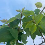 Mini marhuľa nízkokmenná (Prunus armeniaca) ´APRIGOLD´® - stredne skorá, výška 60-80 cm, kont. C10L